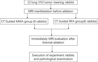 The correlation between multimodal radiomics and pathology about thermal ablation lesion of rabbit lung VX2 tumor